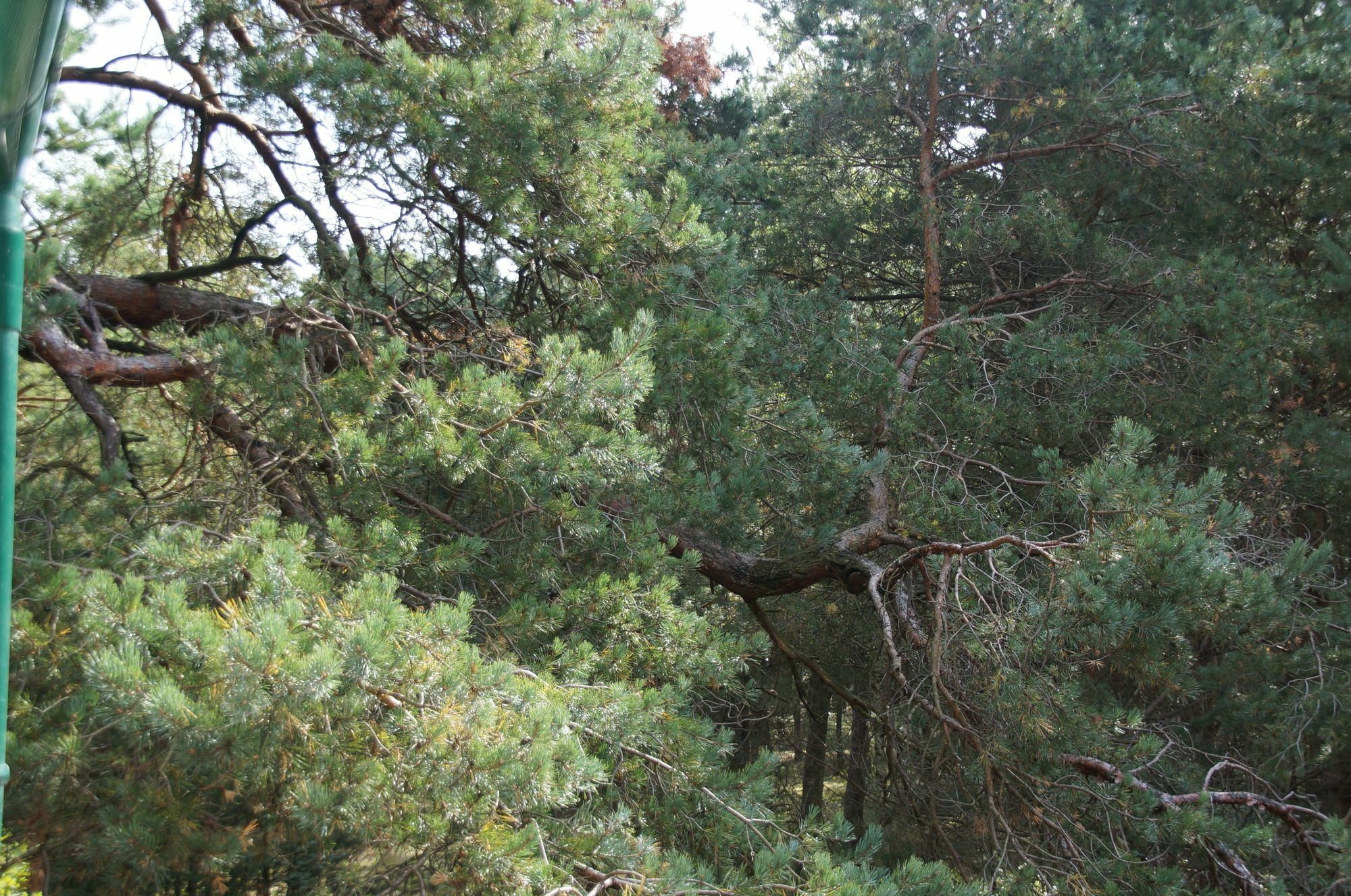 Pelikan Resort Dzwirzyno - Domki Przy Plazy Exterior foto